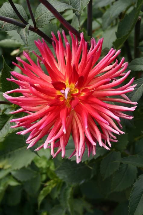 The flowers come with their own classifications, too: ball, pompon, cactus, anemone, collarette, single, peony, orchid, waterlily and dinnerplate, to name a few. . Early blooming dahlia varieties